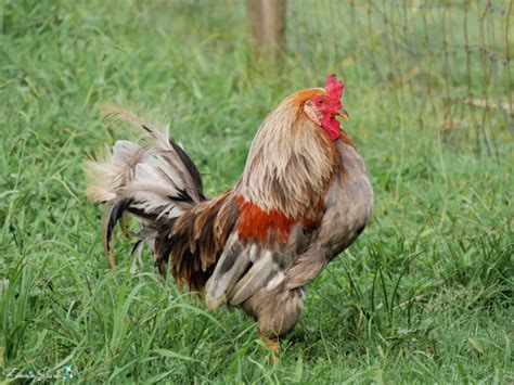 Buff Brahma Rooster Strutting @FanningSparks | The barnyard, Brahma rooster, Buff brahma