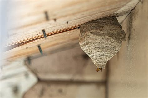 Bee, Wasp & Hornet Nest Removal | Safe Wasp Nest Removal in Vermont