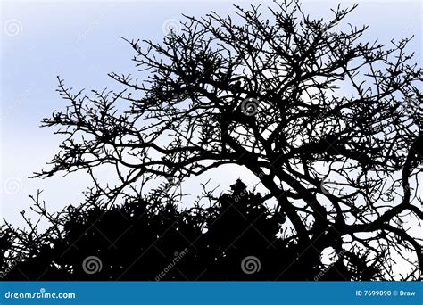 Winter tree silhouette stock vector. Illustration of winter - 7699090