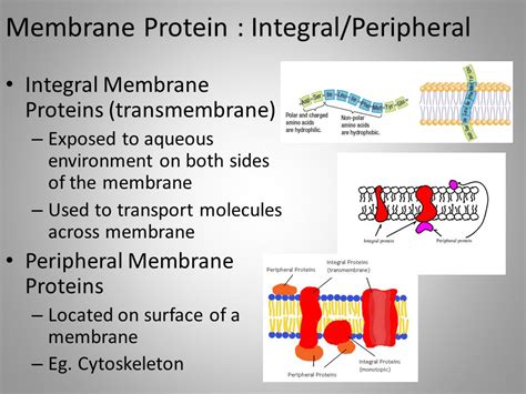 Peripheral Protein