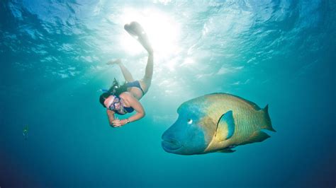 Famous fish of the Great Barrier Reef – meet Wally the Maori Wrasse - Barrier Reef Australia