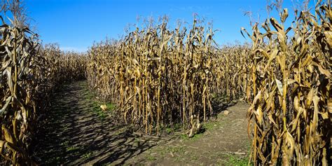 Baltimore Area Corn Mazes - Baltimore Foodshed