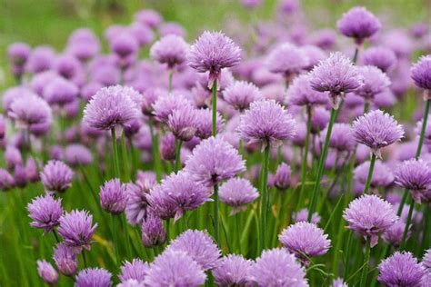 Learn How To Plant, Grow and Harvest Chives