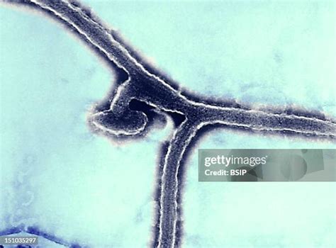 344 Marburg Virus Stock Photos, High-Res Pictures, and Images - Getty ...