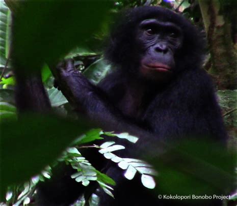 Reports from Bonobo Conservation Initiative - GlobalGiving