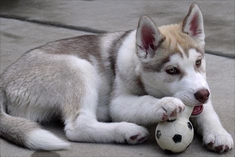 Maverick, the Siberian Husky Puppy. | About three months old… | Flickr