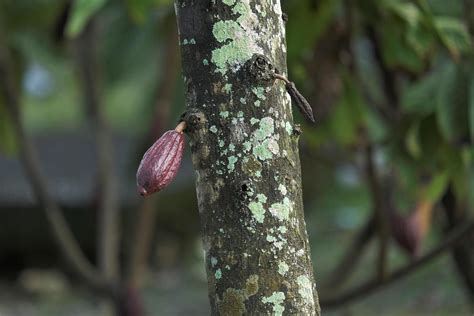 Cocoa pods or cocoa fruits on cocoa farm 11018701 Stock Photo at Vecteezy