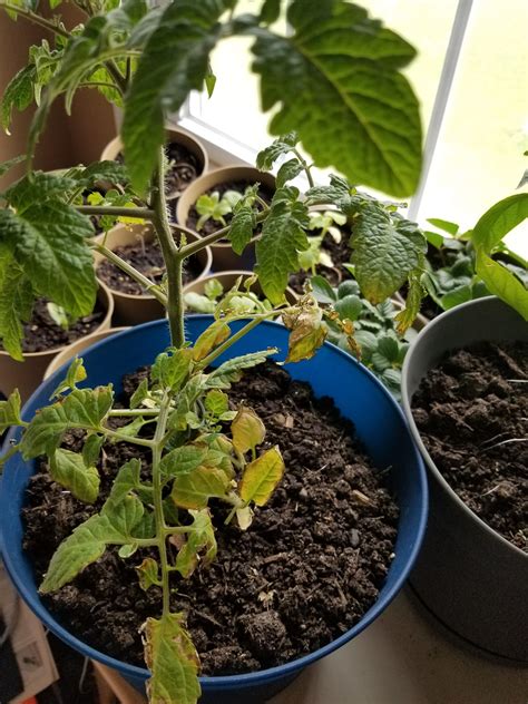 Nitrogen deficiency? : r/gardening