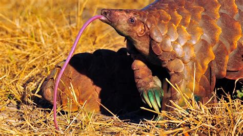 Pangolin Wrangling - Trufflepig