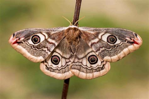 Moth Wings: What Are They Made Of And Why Shouldn't You Touch Them? | Kidadl