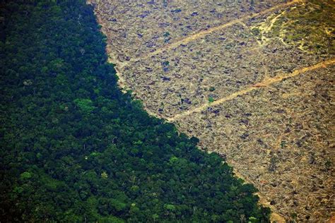 It's officially now the worst ever August for Amazon deforestation | New Scientist