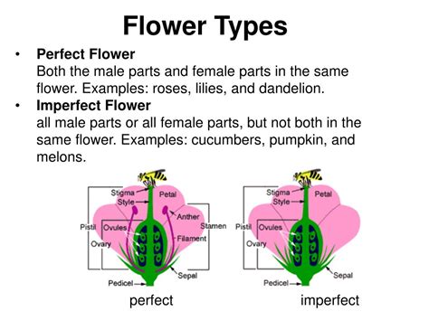 PPT - Plant Lab PowerPoint Presentation, free download - ID:573310