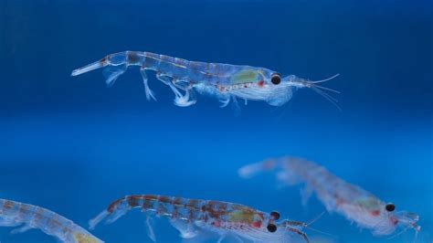 First World Krill Day Celebrates Key to Southern Ocean Food Web | The Pew Charitable Trusts