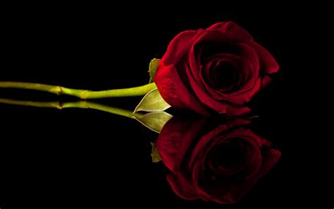 Dark Red Roses Wallpaper - WallpaperSafari