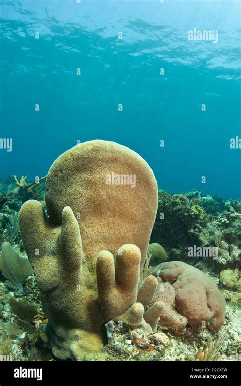 Pillar coral om reef underwater Stock Photo - Alamy