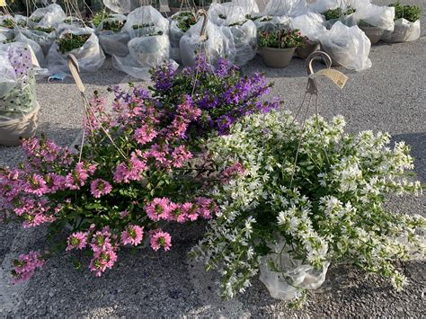 Scaevola – Hanging Basket - Big Brothers Big Sisters of the Mississippi ...