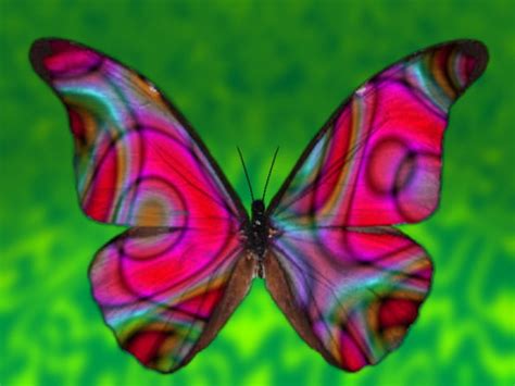 butterfly symbolism christianity - Clip Art Library