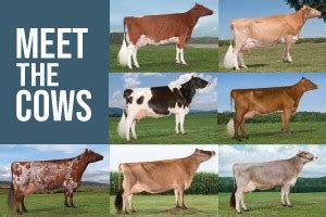 American Cow Breeds