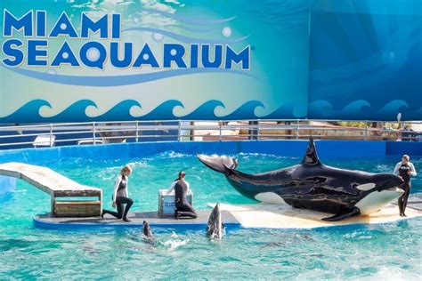 Visit Miami Seaquarium: tickets, hours, and best things to do