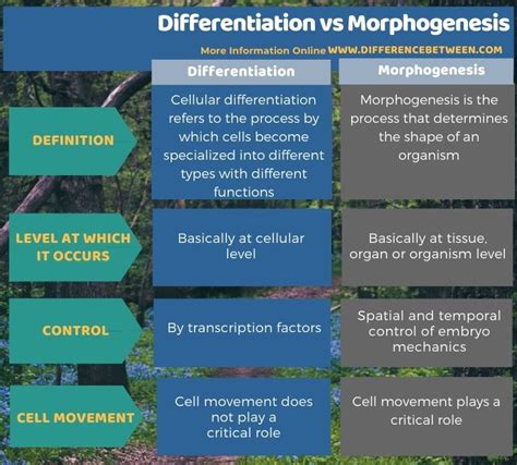 Difference Between Differentiation and Morphogenesis | Compare the ...