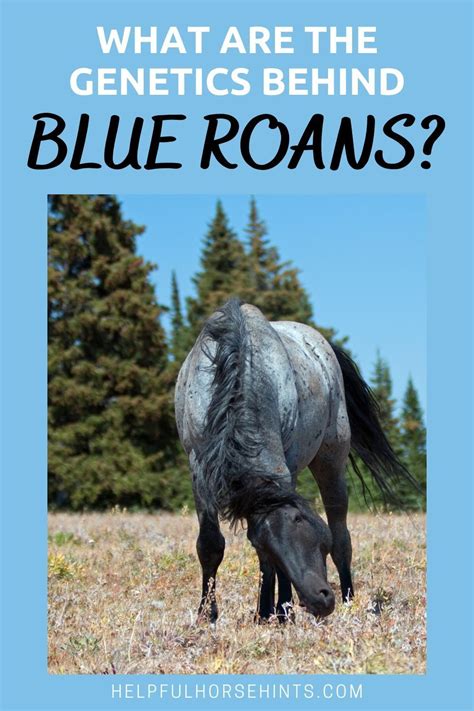 Blue Roan Horse Color Genetics with Photos and Descriptions | Blue roan horse, Horse coloring ...