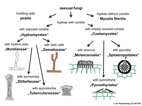 Phylum Zygomycota Life Cycle