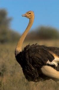 Ostrich Anatomy