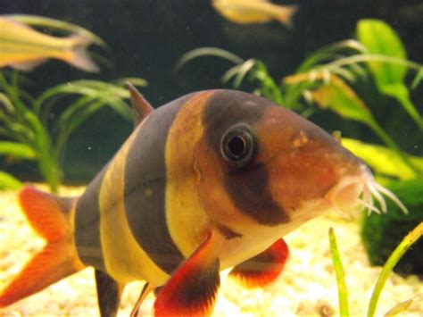 Clown Loach: The Colorful Schooling Fish For Your Aquarium - Badman's ...