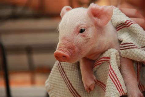 a small pig is wrapped in a towel