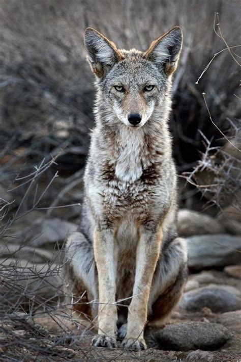 DISPLAY-1226-main-coyotes 2 (1140×1709) | Coyote animal, Deciduous ...