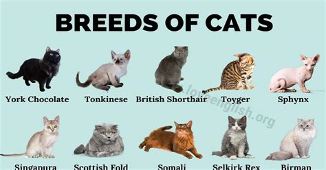 Cat Breeds: 50 Best Breeds of Cats that Fit Your Lifestyle - Love English