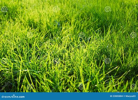 Grass in a sunlight stock photo. Image of field, beauty - 22805884