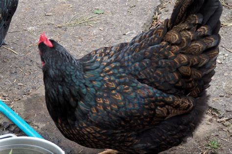 The 5 Best Chicken Breeds That Lay Dark Brown Eggs