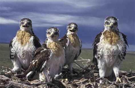 Morely Nelson Snake River Birds of Prey National Conservation Area – Planeta.com