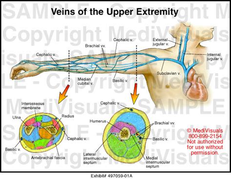 Upper Extremity Vein Diagram