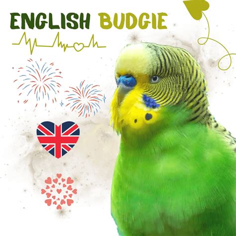 English budgie - Personality Colors Size Care and Breeding