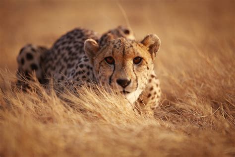 Cheetah deaths at Kuno National Park: Experts suggest more prominent ...