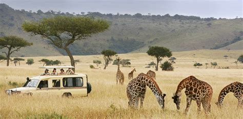 5 Days Best of Tanzania Wildlife Safari | Tanzania Safaris