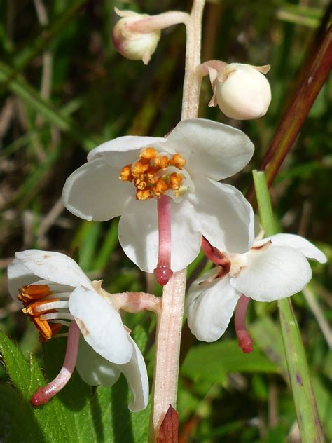 Photographs of Pyrola Rotundifolia, UK Wildflowers; Buds and flowers