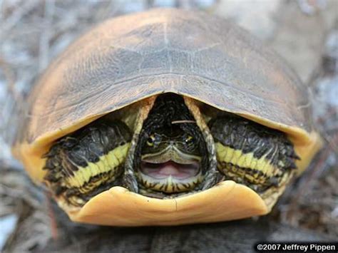 Chicken turtle - Alchetron, The Free Social Encyclopedia