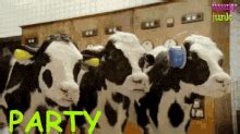 Dancing Cow With Back Up Dancers GIF | GIFDB.com