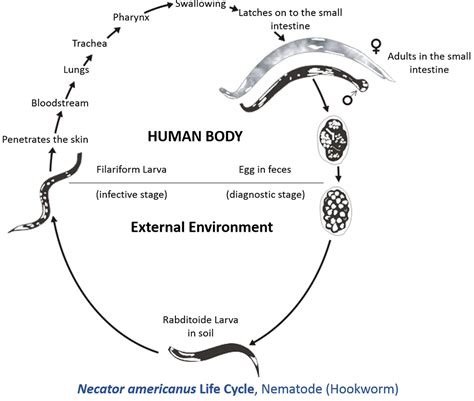 Hookworm Life Cycle - Encyclopedia of Arkansas