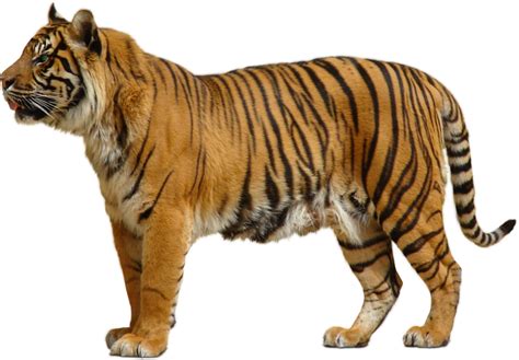 Tiger PNG transparent image download, size: 900x626px