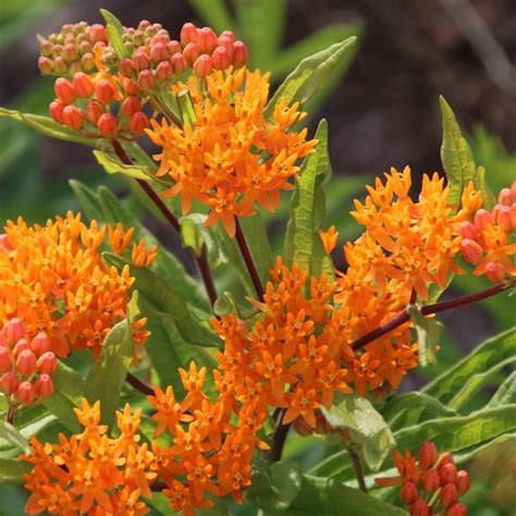 National Plant Network Orange Butterfly Bush Plant in 3-Pack Bareroot 4 ...