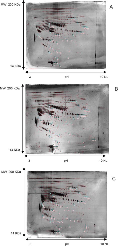 2D gel electrophoresis analysis. Representative 2d gel electrophoresis... | Download Scientific ...