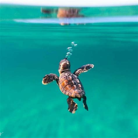 Pin by Regino Ong on WOW! | Cute turtles, Cute baby animals, Cute baby ...