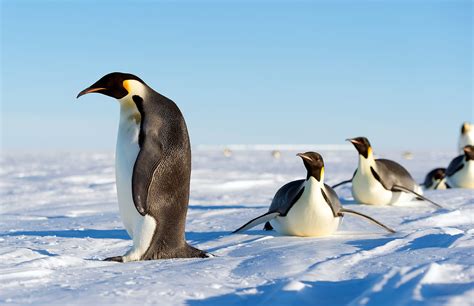 Emperor Penguins - Antarctic Logistics & Expeditions