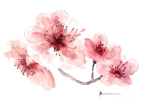 Cherry Blossom Fragrance Watercolor Art Print Painting Painting by ...