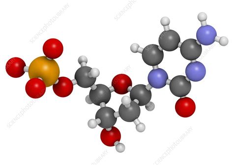 Deoxycytidine monophosphate molecule - Stock Image - F010/6806 ...