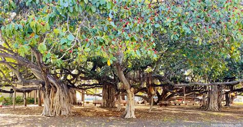 Will Lahaina's Banyan Tree Survive the Fires? - Treehouse Dad